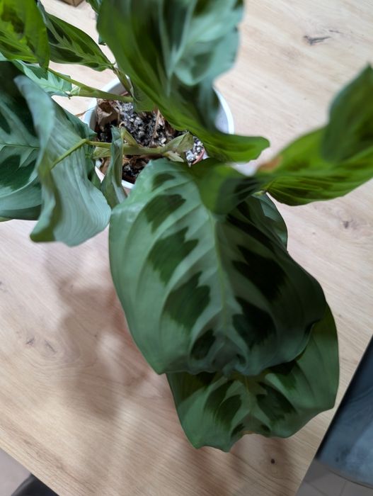 Muda Planta Maranta Leuconeura