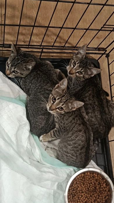 Gatos bebés para adoção responsável