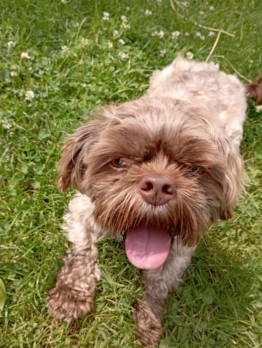 Reproduktor  shih tzu i Maltanczyk