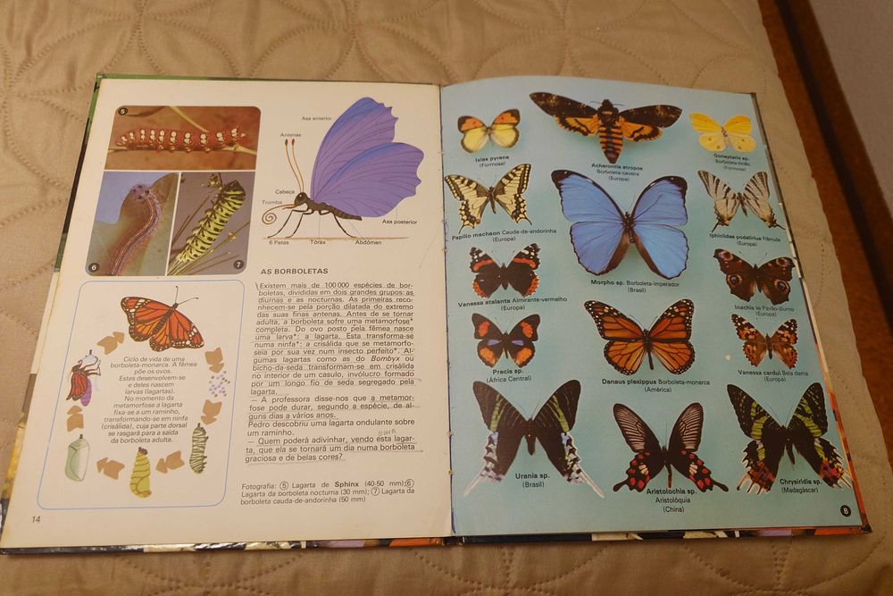 Livro “Os Insetos” Verbo Infantil