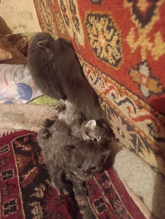Котята в хорошие руки