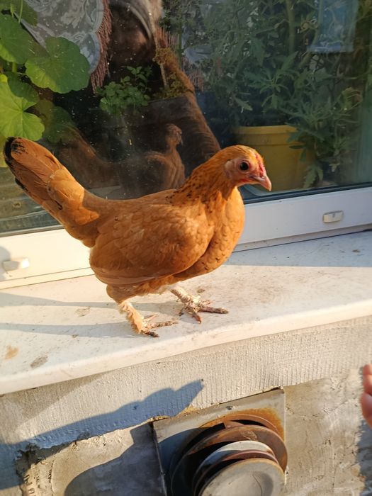 Инкубационное яйцо лилипутов