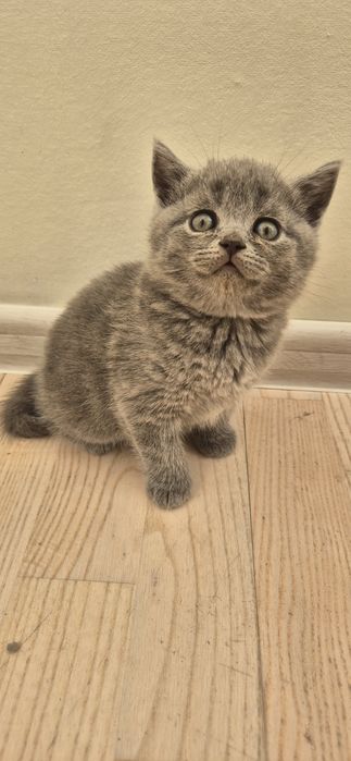 Шотландські Кошенята Scottish straight та Scottish fold