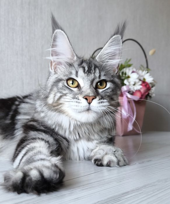 Мейн кун. Дівчинка!