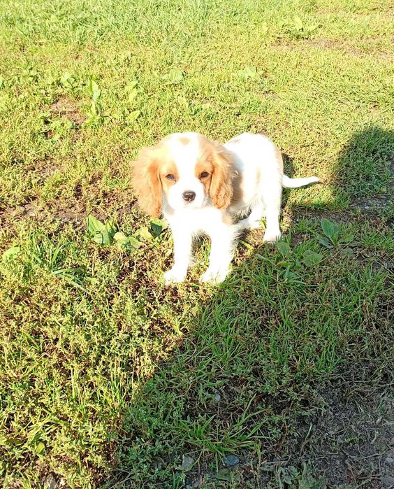 Cavalier King Charles Spaniel piesek