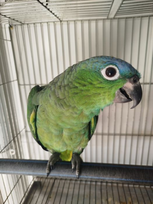 Amazona farinosa guatemalae