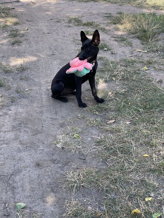 Собачка в добрі руки