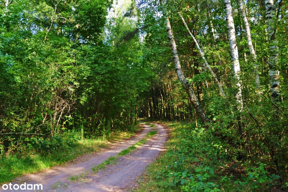 Działki budowlane w otoczeniu lasu