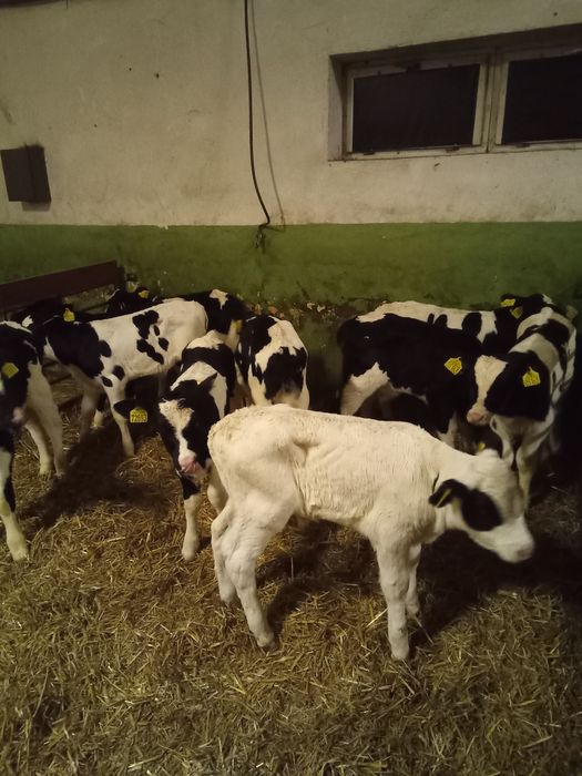 Byczki mieszance 10 szt