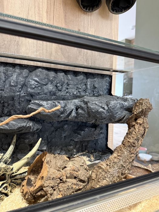 Wąż domowy z terrarium
