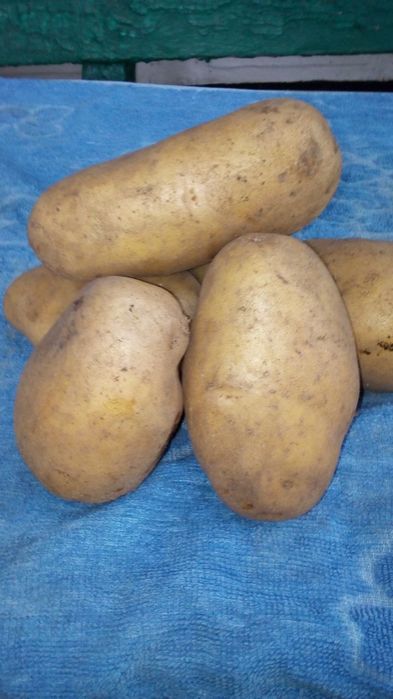 Продам картоплю, 10грн/кг, самовивіз