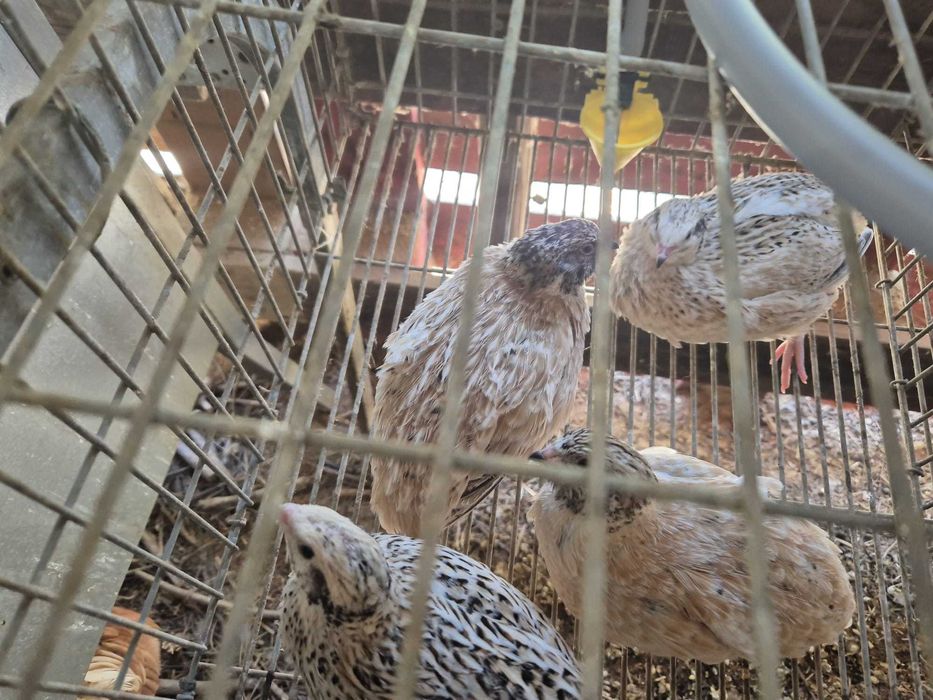 Codornizes De Qualidade