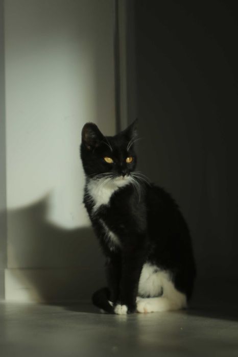 Czy nieśmiała Bajka znajdzie dom?