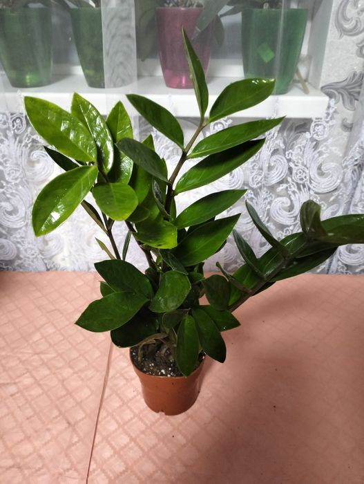 Продаж орхідей та зеленого