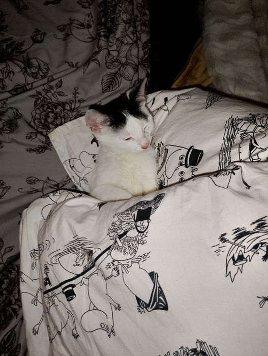 Malutka kicia do adopcji