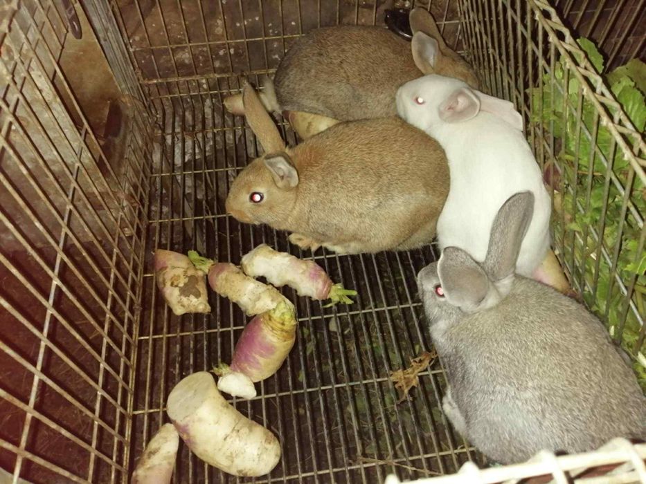 Vendo casal de coelhos raça gigante