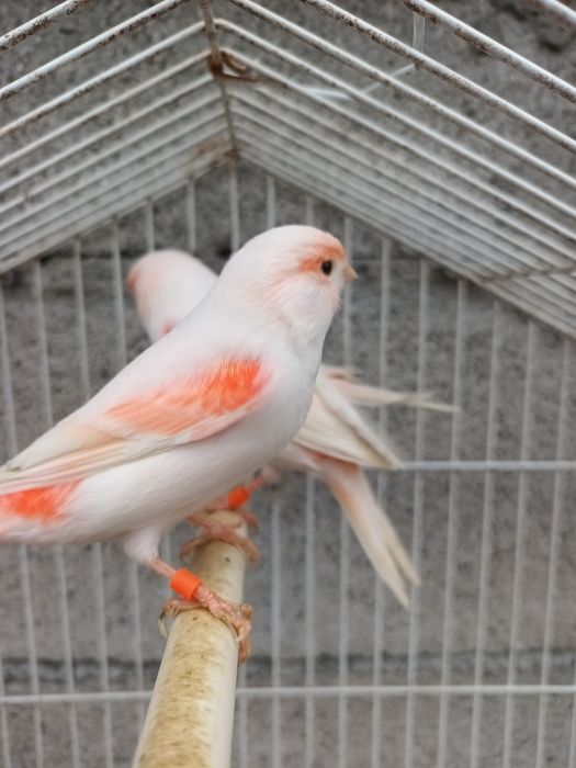 Canários Mosaico Vermelho