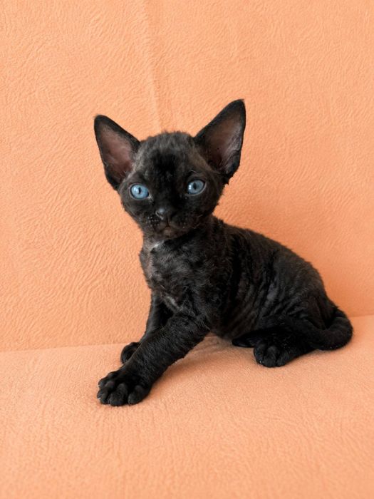 Дівчинка Девон рекс/ Devon Rex