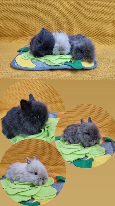 Królik Teddy miniaturka