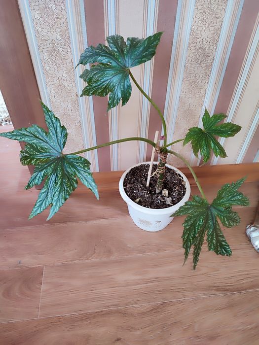 Дорослі бегонії Кейн