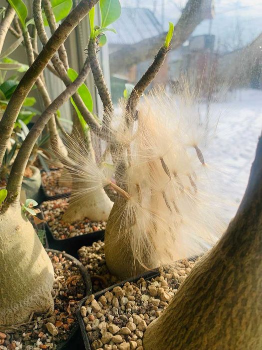 Кактуси і насіння