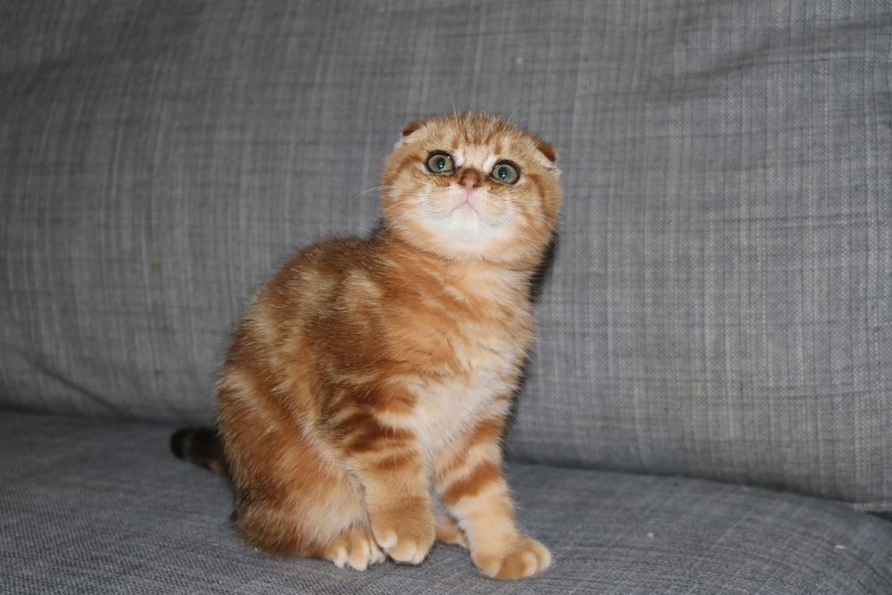 Gatinha femea  scottish fold golden