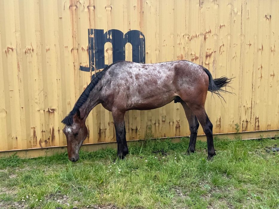 Piękny wałach na sprzedaż. Okazja