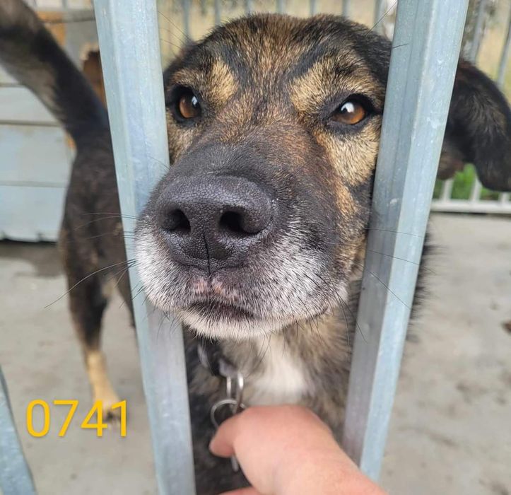 Duży i niewidzialny Tango szuka domu stałego lub tymczasowego