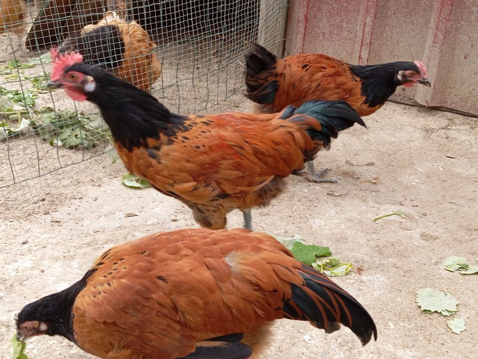 Aves Ornamentais Vorwerks