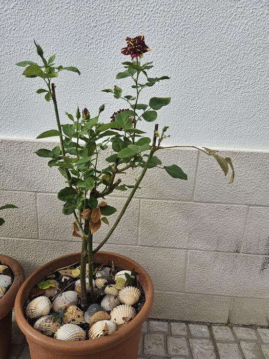 Roseira variegata tricolor