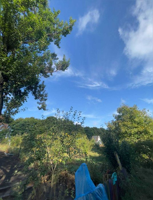 Продажа участка земли в СТ Припять (Васильковский район )