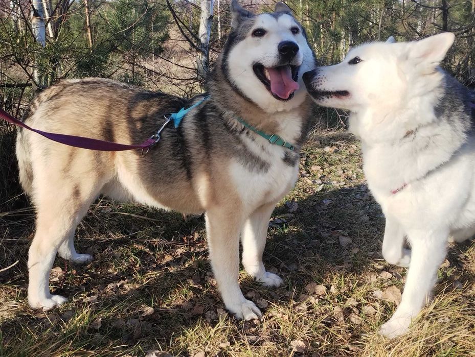 Kenobi mix husky/łajka