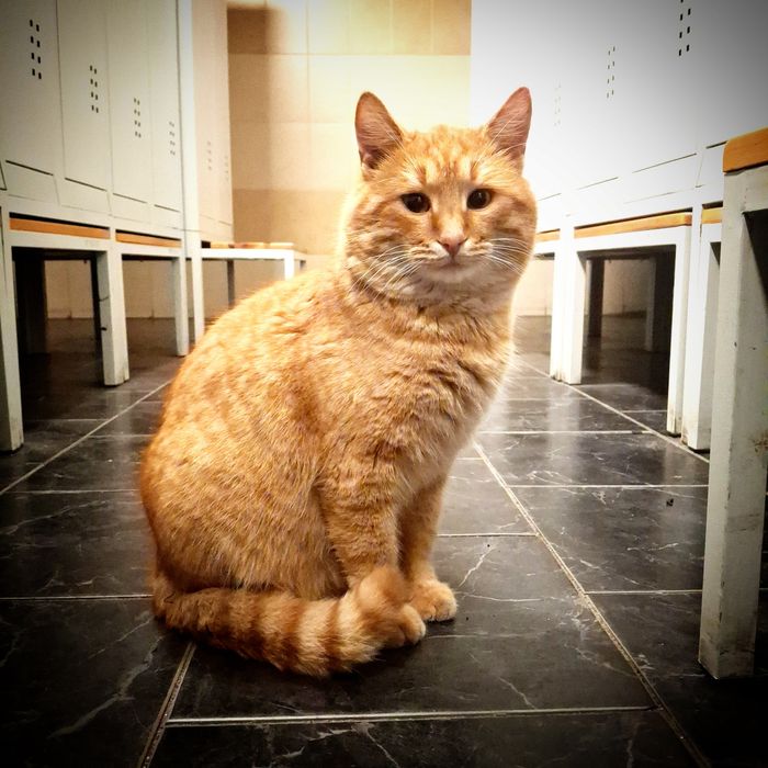 Шикарний рудий котик шукає дім