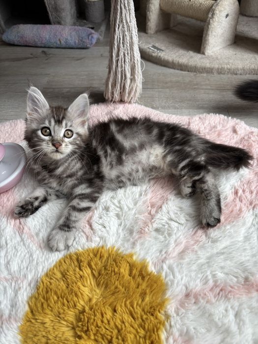 Kotka Maine coon