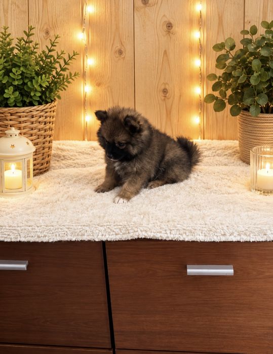 lulu da pomerania/spitz alemao anao