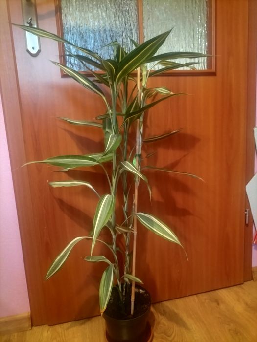 Kwiat - Dracena sandera