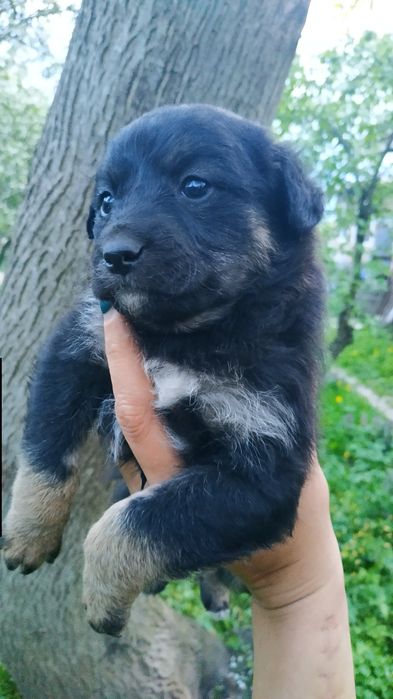 Цуценята в добрі руки
