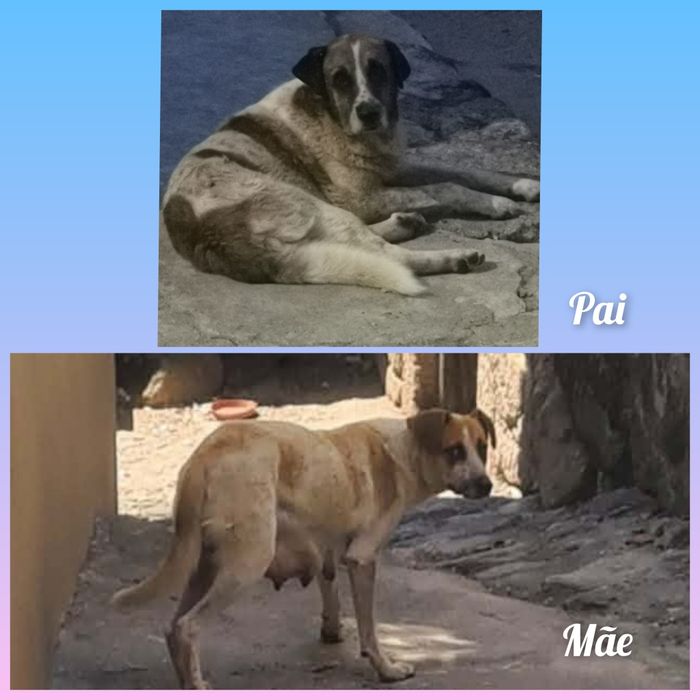 Cachorrinhas mistura cão de gado