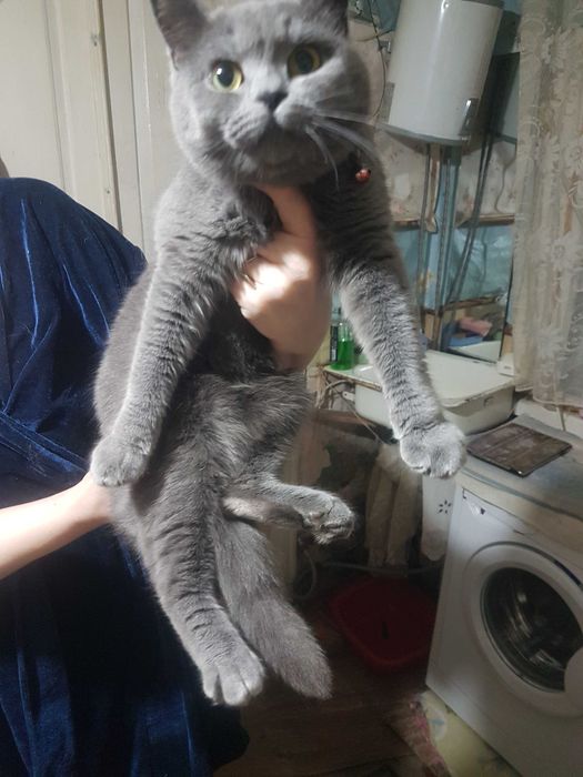 Віддам гарненьку кішечку у хороші руки