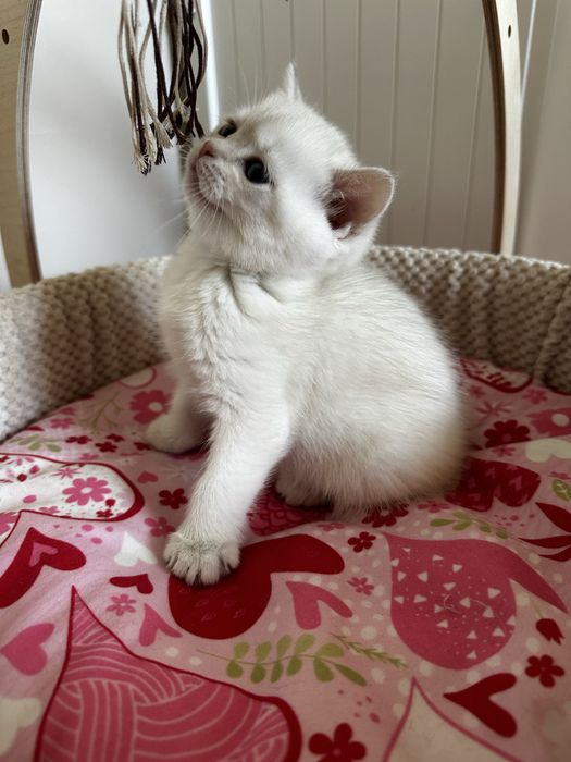 Kot brytyjski kocurek