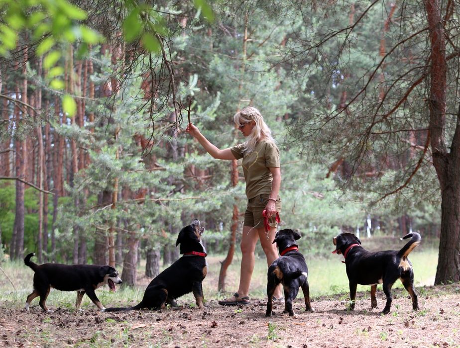 Ентлебухер зенненхунд Olymp! Майбутній чемпіон! Fci entlebucher