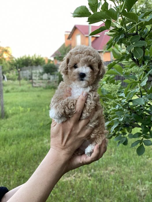 Чарівна красуня мальтипу