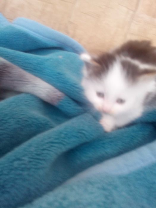 Котик сибірської породи