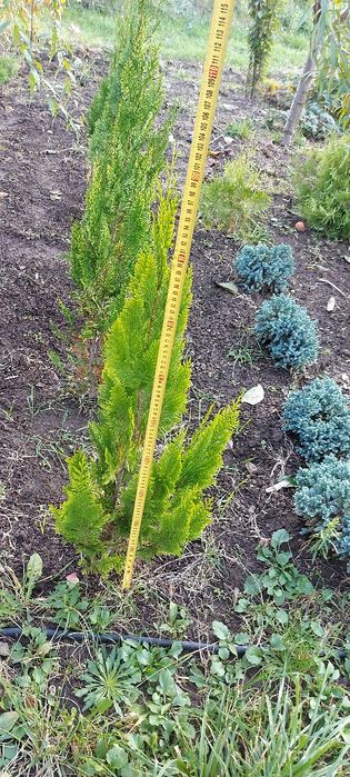 Ялівець лускатий Блю Стар та інші