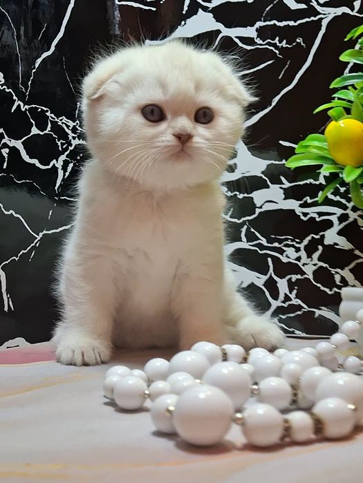 Шикарные голубоглазые котики