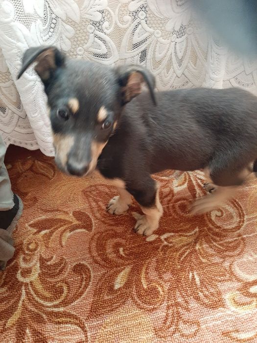 Прилаштовуеться чудове цуценя