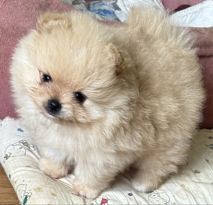 Шпіц   померанський   хлопчик