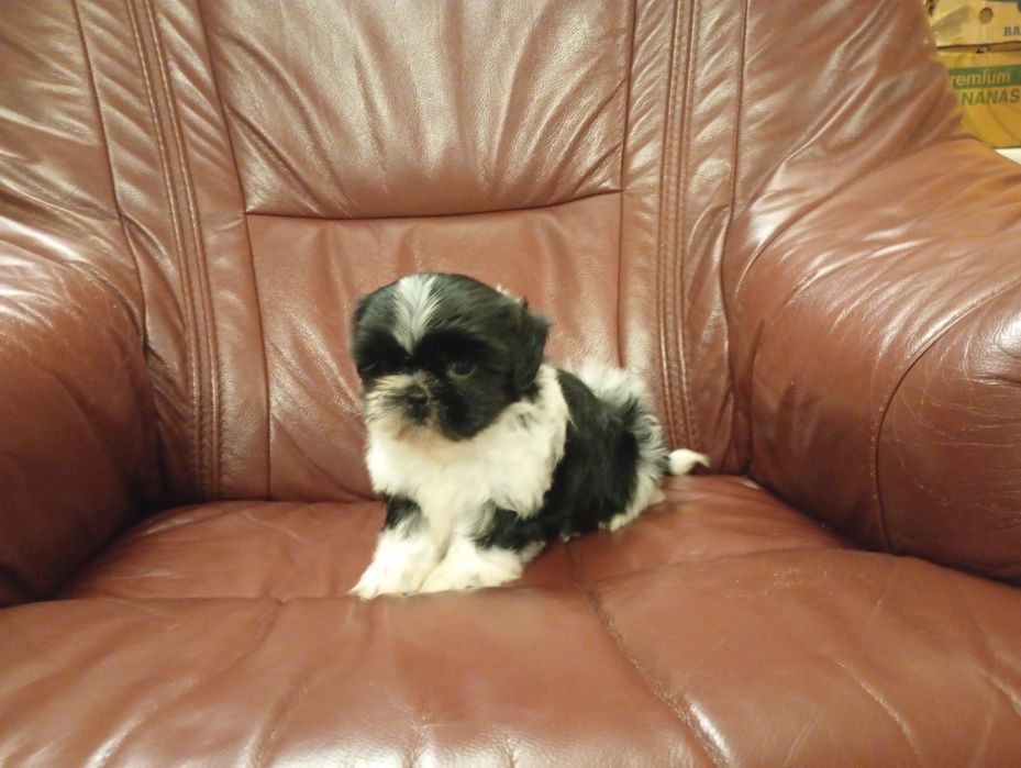 Shih tzu suczka z rodowodem