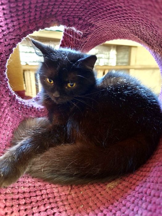 мініатюрна Черрі, 8 міс.