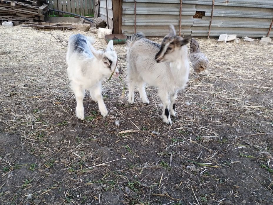 Двомісячні козенята